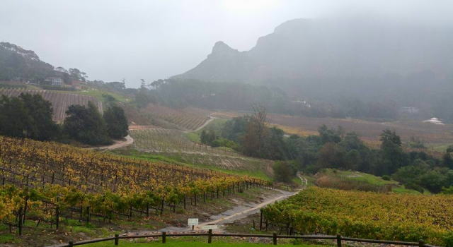 Constantia Glen